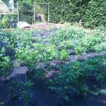 Food-For-Others-Garden-01-web Food-For-Others-Garden-01-web