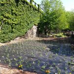 Food-For-Others-Garden-06-web Food-For-Others-Garden-06-web