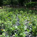Food-For-Others-Garden-07-web Food-For-Others-Garden-07-web