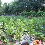 Food-For-Others-Garden-09-web Food-For-Others-Garden-09-web