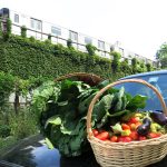 Food-For-Others-Garden-10-web Food-For-Others-Garden-10-web