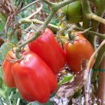Food-For-Others-Garden-11-web Food-For-Others-Garden-11-web