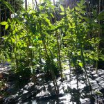 Food-For-Others-Garden-15-web Food-For-Others-Garden-15-web