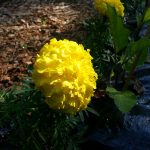 Food-For-Others-Garden-16-web Food-For-Others-Garden-16-web