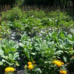 Food-For-Others-Garden-17-web Food-For-Others-Garden-17-web