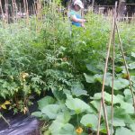 Food-For-Others-Garden-18-web Food-For-Others-Garden-18-web
