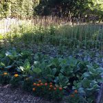 Food-For-Others-Garden-23-web Food-For-Others-Garden-23-web