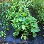 Food-For-Others-Garden-24-web Food-For-Others-Garden-24-web