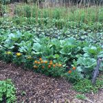 Food-For-Others-Garden-25-web Food-For-Others-Garden-25-web