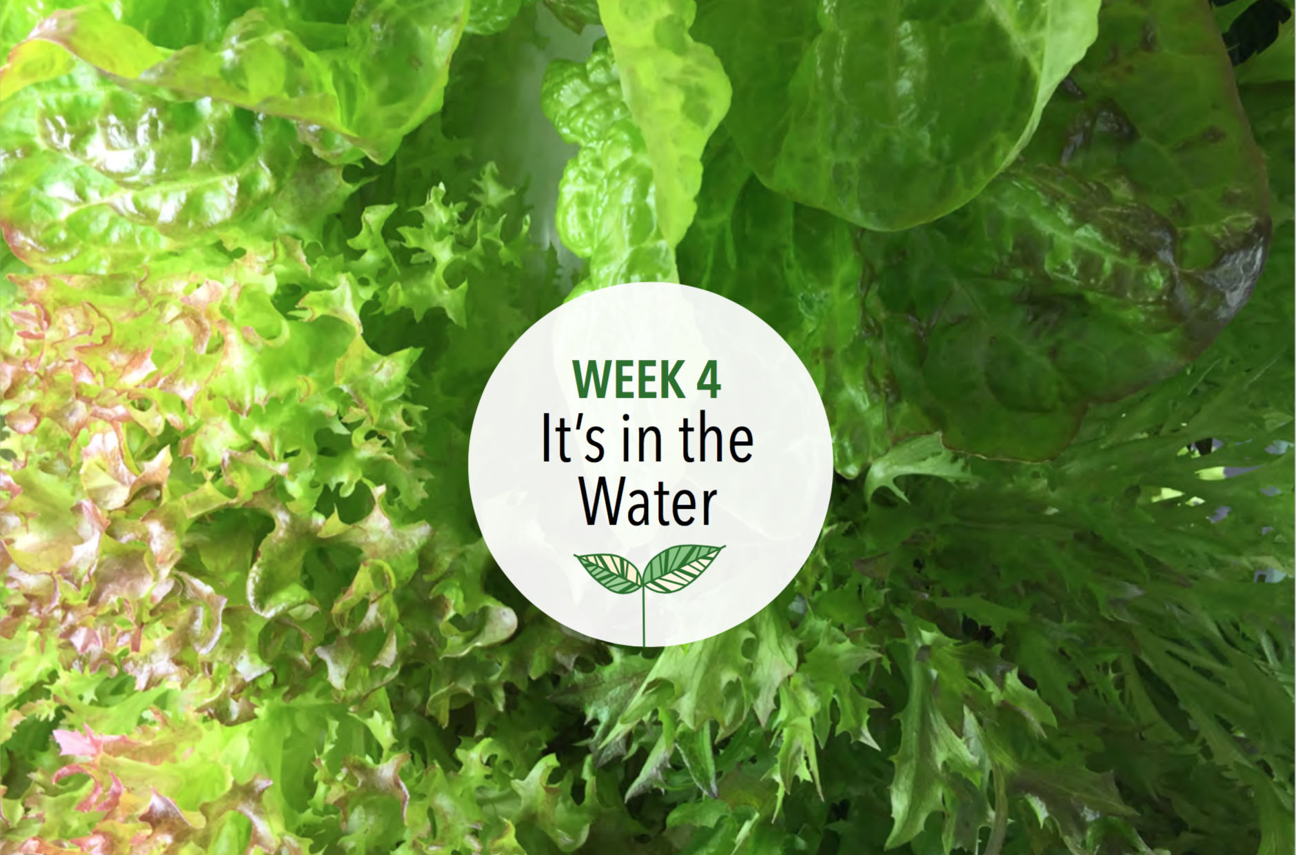 Week 4: It’s in the Water