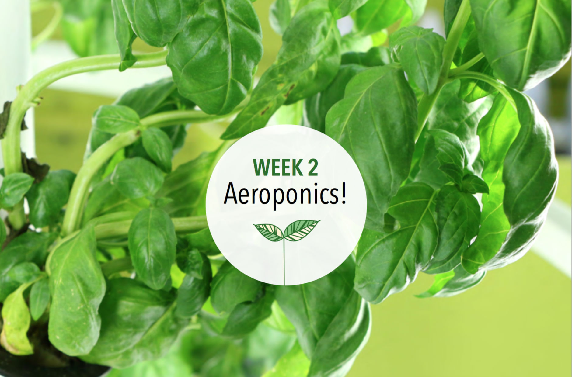 Week 2: Aeroponics!