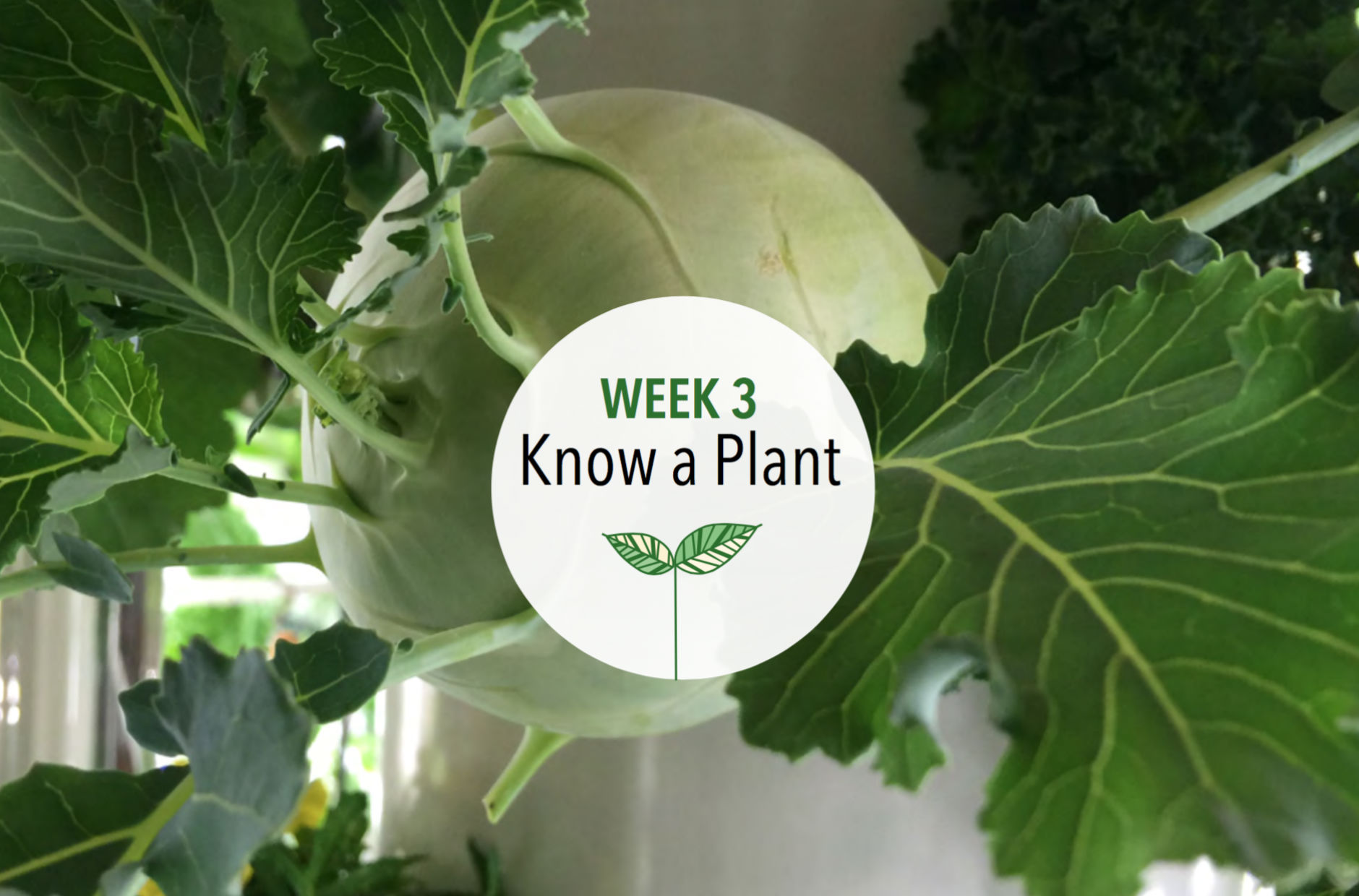 Week 3: Know a Plant