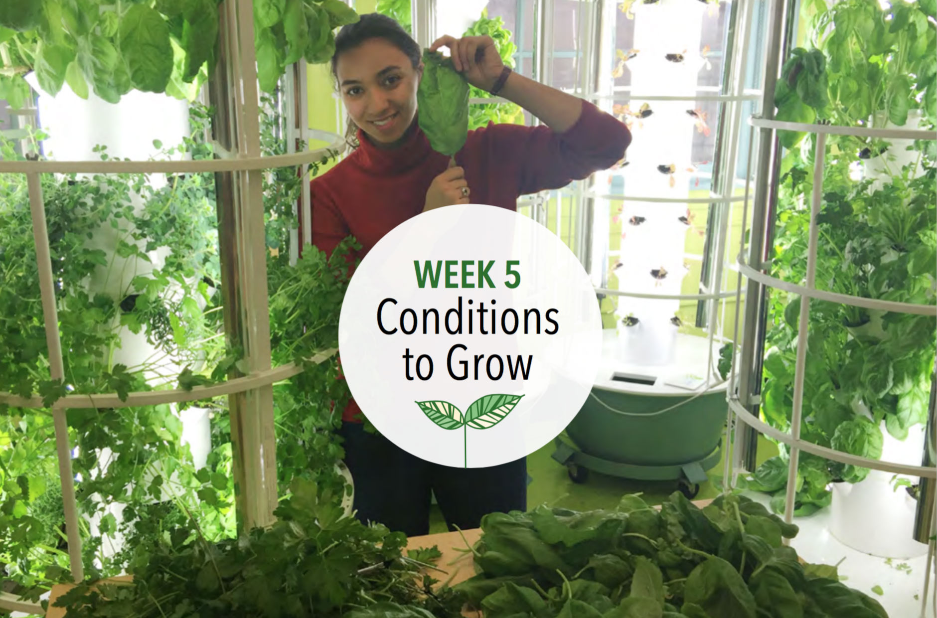 Week 5: Conditions to Grow